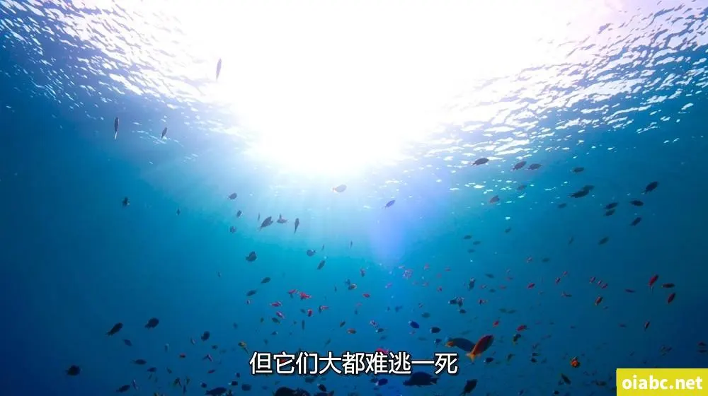 最好的中文字幕视频剧照2